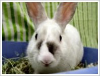 Rabbit Exercise  Wisconsin Humane Society