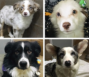 31 Dogs Rescued From Brown County Residence | Wisconsin Humane Society