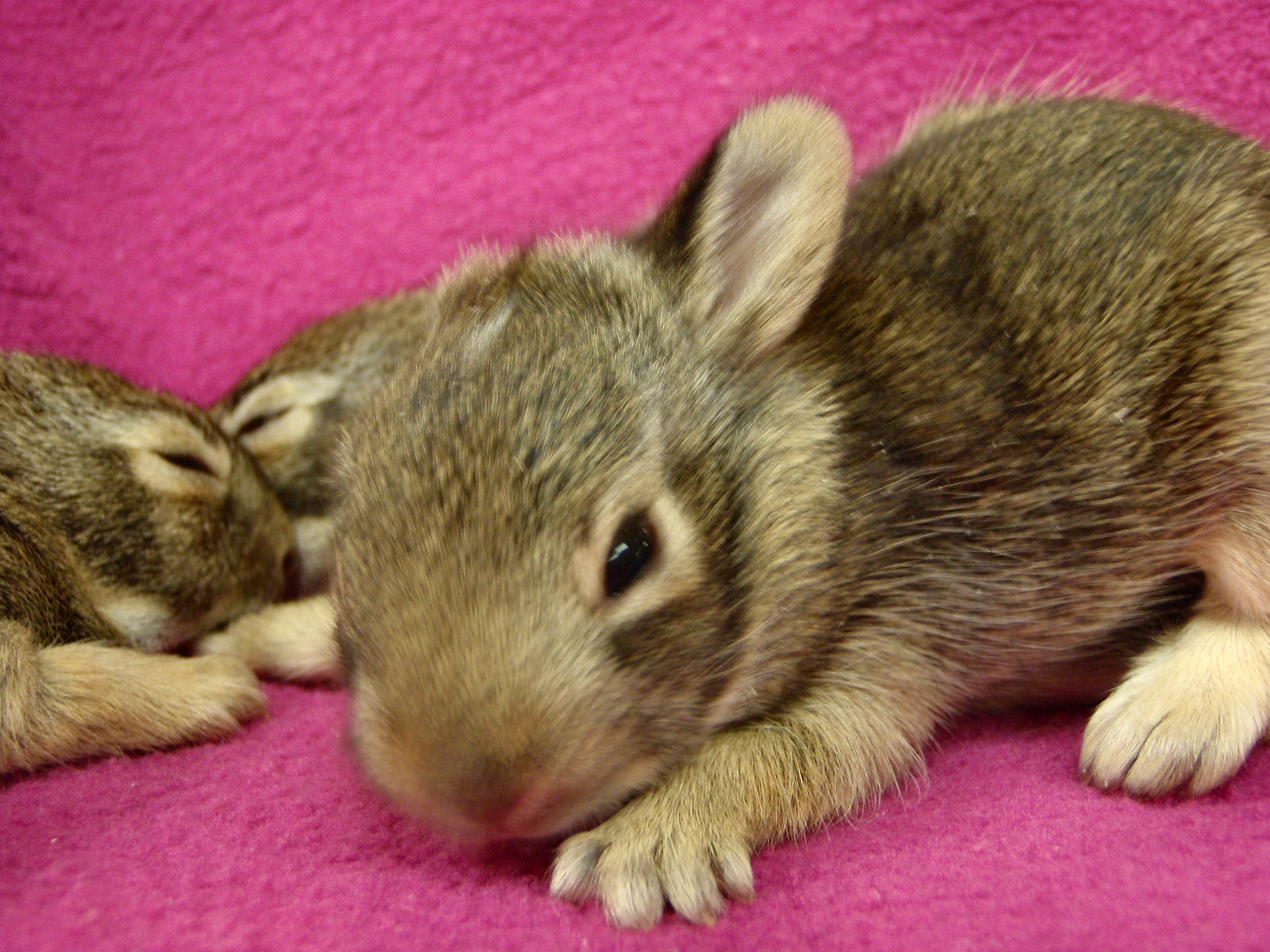 Baby Bunnies Best Left in Nest - Veterinary Medicine at Illinois