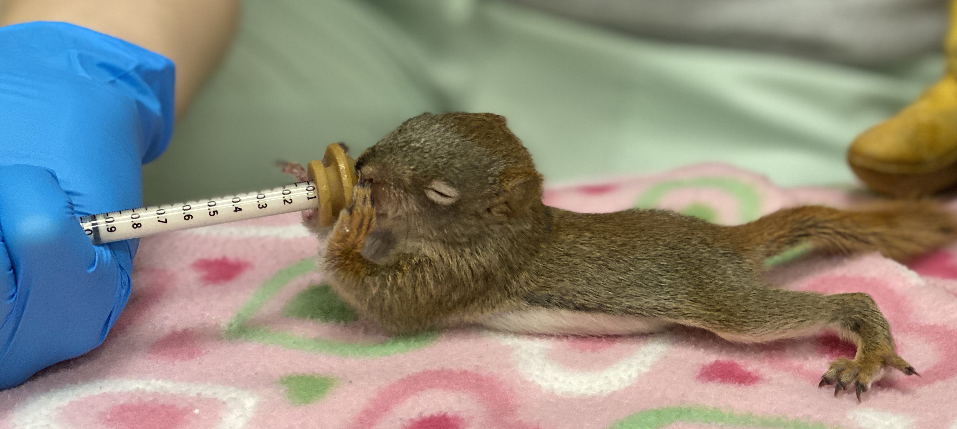 Baby Squirrel | Wisconsin Humane Society