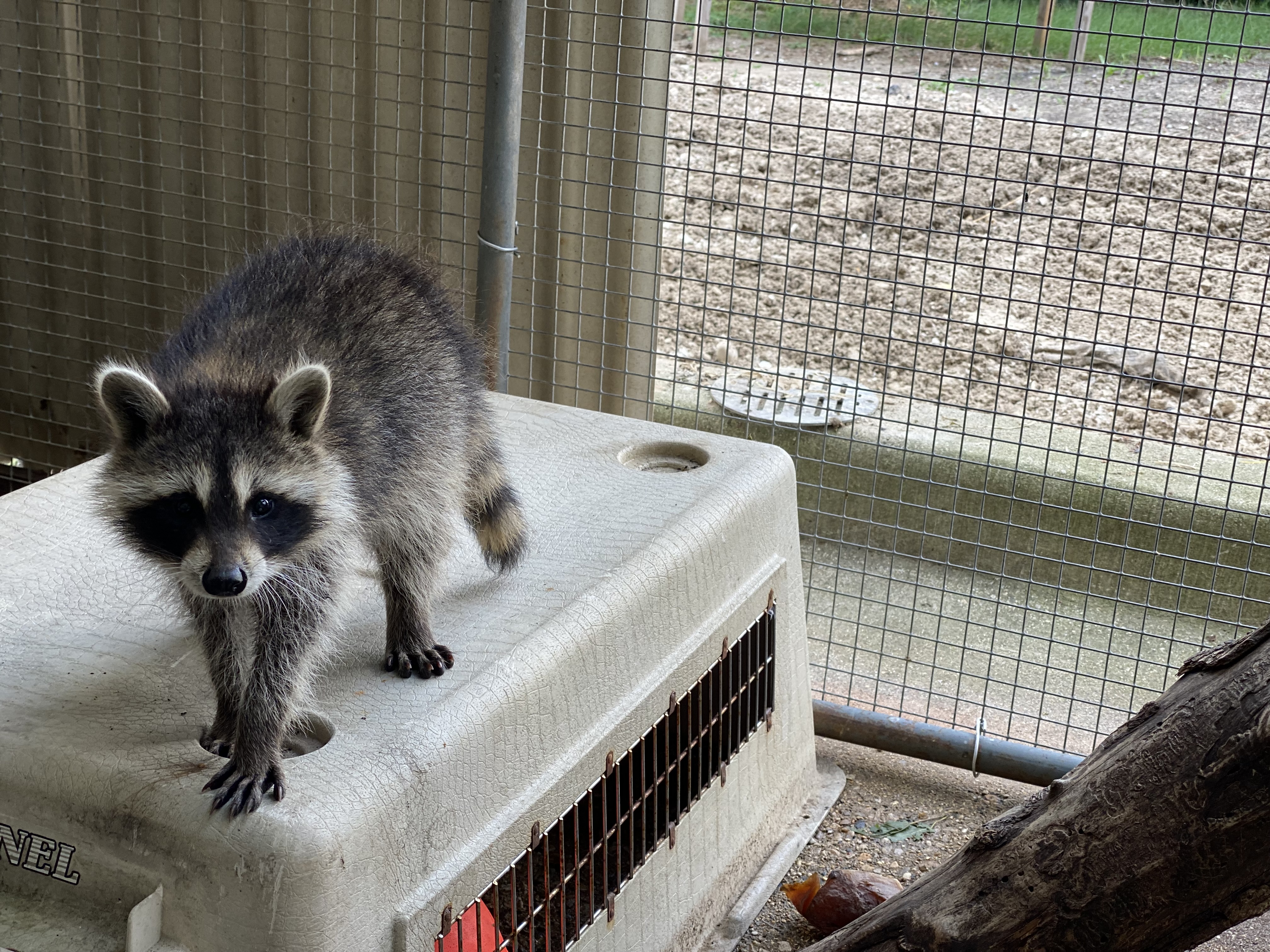 A Wild Life: Center for Wildlife Rescue, Rehabilitation, and Release
