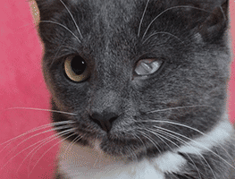 Special Needs Animals